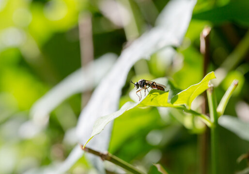 Close-up stem sawfly (Cephus cinctus) on green leaf in sunlit garden - macro nature shot