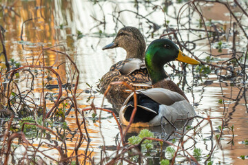 A pair of mallard ducks paddling on a pond in the early morning