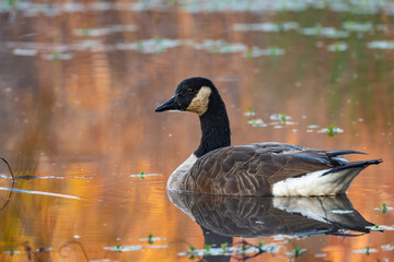 A Canada goose floating on a pond at golden hour