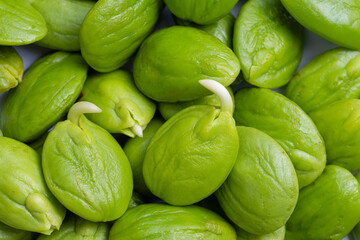 Green macro stink beans, a local food in southern Thailand,Green macro stink beans, a local food in southern Thailand