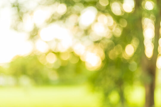 Forest and trees background soft focus nature background,Natural Green Background with Soft Focus,blur natural and light background in the park.