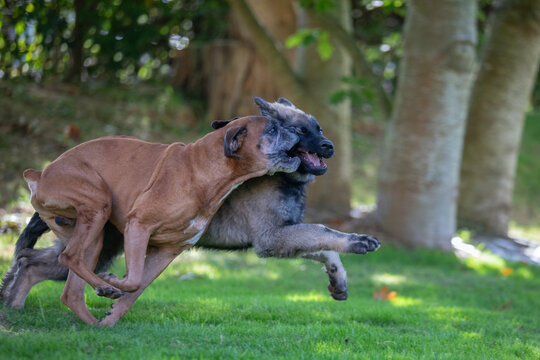 Boxer and German shepherd running and playing together outdoors - Powered by Adobe