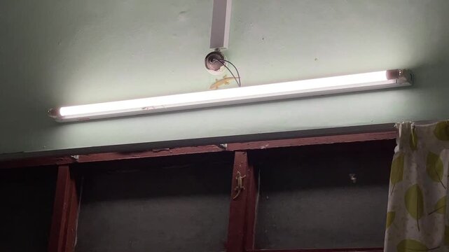 Multiple common house geckos (Hemidactylus frenatus) crawl near a fluorescent light tube at night, hunting flying insects attracted to the glow in a tropical home.