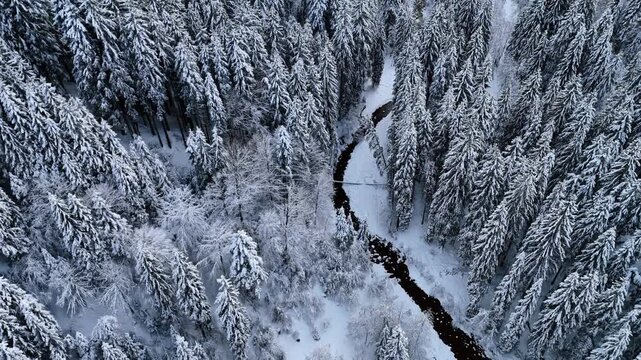 Wavy narrow river flows in the pine-tree woods covered with snow. Drone flight above the nature in winter.