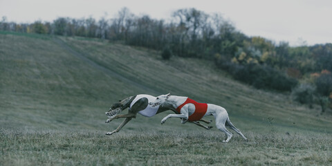 Two athletic dogs in red and white vests racing on green hill. Concept of lure coursing training,...