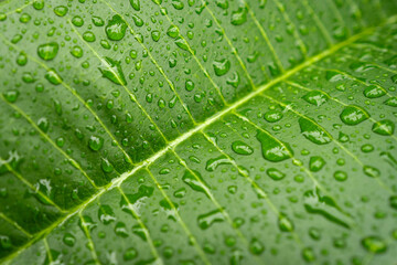 A close-up image of a green leaf covered in water droplets, highlighting its natural texture.