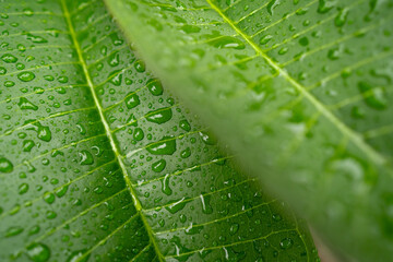 A close-up of a wet green leaf with water droplets, partially framed by a blurred foreground leaf.