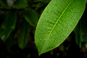 A green leaf covered with water droplets, captured in natural light with a dark background.