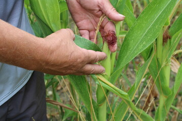 Main tenant un panicule du maïs dans le champ agricole