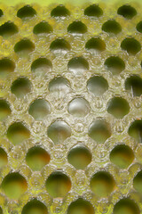 Green background with gelatin cell effect