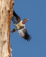 A juvenile red-headed woodpecker taking off from to a dead tree