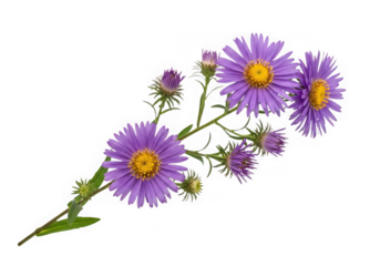 Purple aster flowers on a stem green leaves, blooming beautifully isolated on transparent background