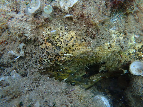 Brown boring sponge (Cliona schmidtii) undersea, Ligurian Sea, Italy, Imperia
