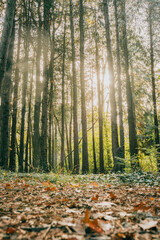A forest with trees and leaves on the ground. The sun is shining through the trees, creating a warm and peaceful atmosphere