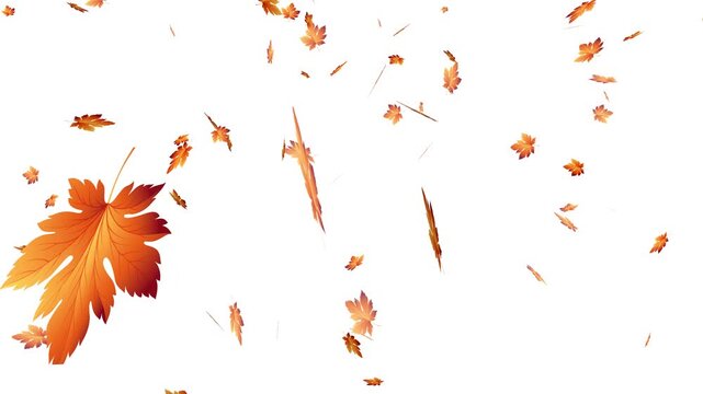 falling autumn maple leaves on white background, maple leaves falling, autumn season background 4k.