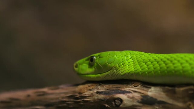 Close-up panning shot of a vibrant green mamba resting on a branch, highlighting its smooth scales, alert eye, and vivid coloration. The shallow depth of field emphasizes the snake striking details