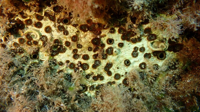 Brown boring sponge (Cliona schmidtii) undersea, Ligurian Sea, Italy, Imperia
