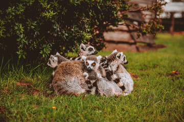 Obraz premium Group of Lemurs Cuddling Together
