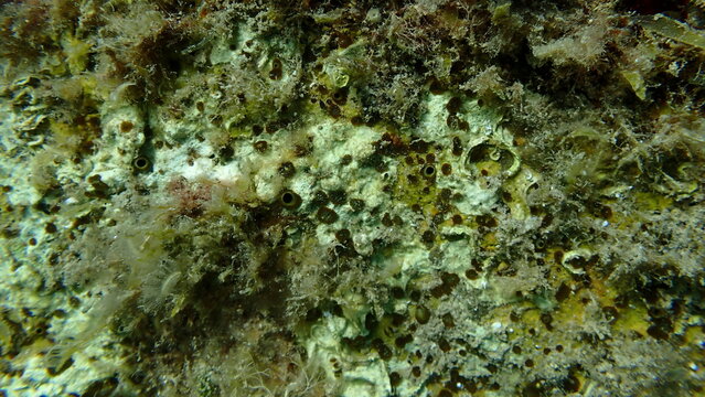 Brown boring sponge (Cliona schmidtii) undersea, Ligurian Sea, Italy, Imperia
