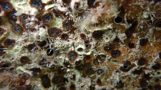 Brown boring sponge (Cliona schmidtii) undersea, Ligurian Sea, Italy, Imperia
