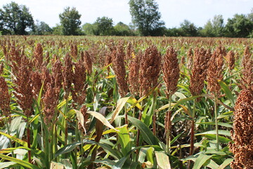 Épis de sorgho dans le champ agricole
