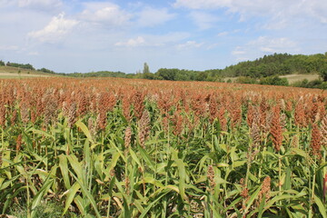 Épis de sorgho dans le champ agricole