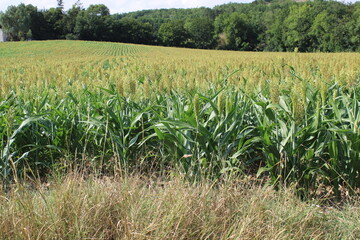Épis de sorgho dans le champ agricole