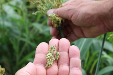 Main tenant un &eacute;pi de sorgho dans le champ agricole