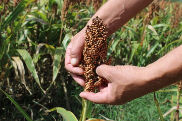 Main tenant un épi de sorgho dans le champ agricole