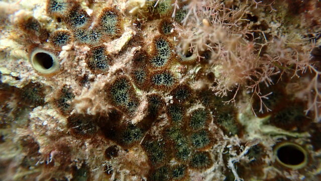 Brown boring sponge (Cliona schmidtii) undersea, Ligurian Sea, Italy, Imperia
