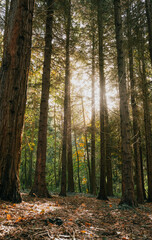 A forest with trees in the foreground and background. The sun is shining through the trees, creating a warm and inviting atmosphere