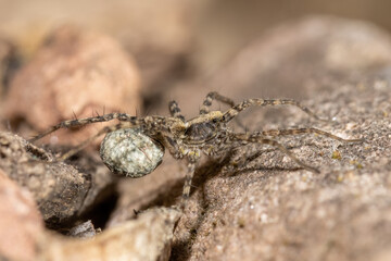 Hersilia striata Spider on the ground in the forest.