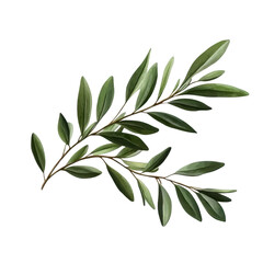Naklejka premium olive branch with green leaves isolated on transparent background .