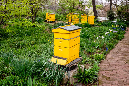A view of bees in honey hive