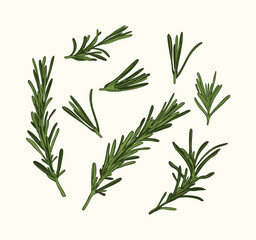 Vintage Rosemary Herb Set Illustration