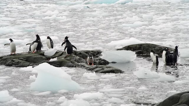 Gentoo Penguins in brush ice in Antarctica