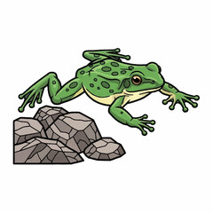 Green frog with spots jumping on rocks illustration.
