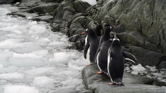 Gentoo Penguin on the beach in Antarctica