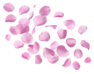 Soft Flying Pink Petals in Gentle Motion, Isolated on Transparent Background