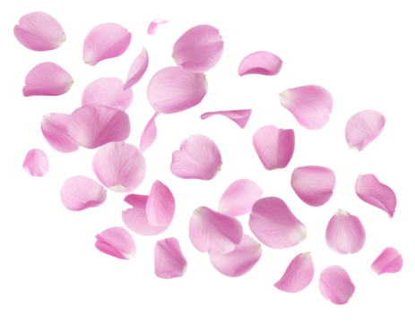 Soft Flying Pink Petals in Gentle Motion, Isolated on Transparent Background