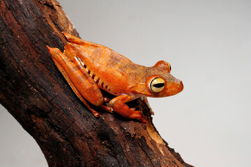 Troschel's treefrog, blue-flanked treefrog // Troschel-Laubfrosch (Boana calcarata) - Amazon basin