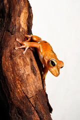 Troschel's treefrog, blue-flanked treefrog // Troschel-Laubfrosch (Boana calcarata) - Amazon basin