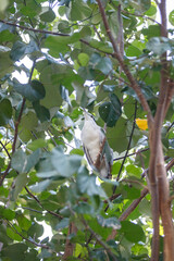 Adult Black-crowned Night Heron Hidden in Green Foliage
