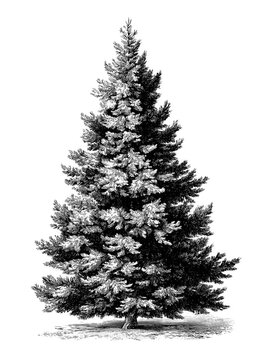 big pine tree black and white vintage engraved illustration on white background