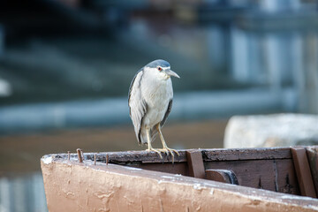 Black-crowned Night Heron Perched on an Old Wooden Boat