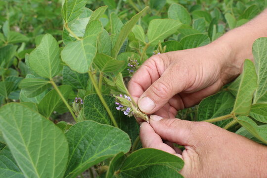 Main tenant un plant de soja dans le champ agricole