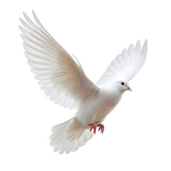 Fototapeta premium A beautiful white dove in flight with wings spread wide.