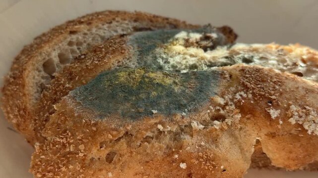 Moldy bread slices with visible spores on surface, focus on food spoilage concept