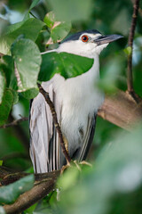 Adult Black-crowned Night Heron Hidden in Green Foliage