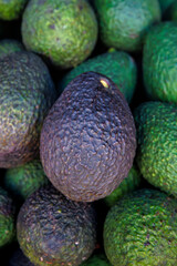 Close up Ripe Hass dark purple skin avocado stands out among a pile of unripe green avocados